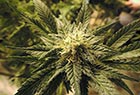 Effets du cannabis Page d'accueil