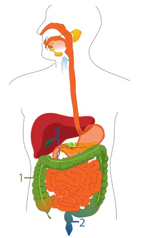 Verdauungssystem