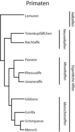Vereinfachter phylogenetischer Stammbaum
