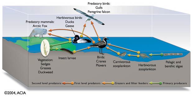 Freshwater food web