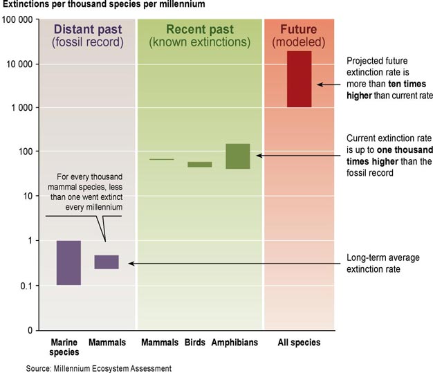 Extinction rates