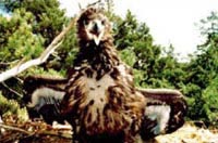 A white-tailed eagle chick observed recently in the Chernobyl Exclusion Zone
