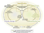 Linkages and Feedback Loops among Desertification, Global Climate Change, and Biodiversity Loss