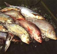Fishes Fishes