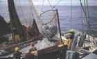 Purse seiner