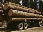 Energy generated from the residues of forestry operations could be
                                considerable