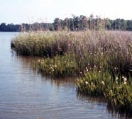 Brackish water