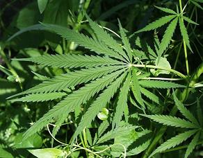 Cannabis plant