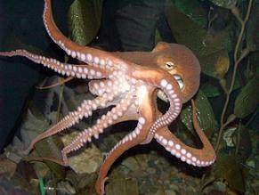The octopus is an example of cephalopod