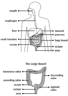 Graphic representation of the digestive system