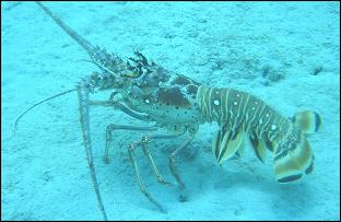 The lobster is an example of crustacean
