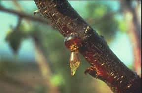 Gummy exudate along the branch of an apricot-tree