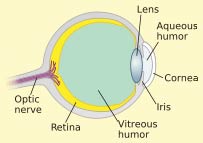 Cross-sectional representation of an eye