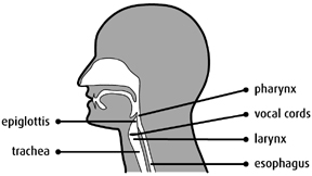 Graphic representation of the digestive and respiratory tracts