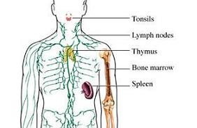 Lymphatic system