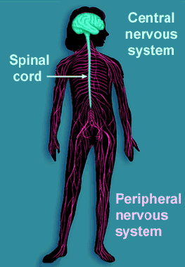 nervous system