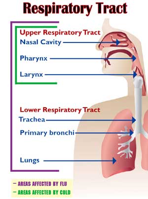 Respiratory Tract