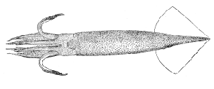 Squid Illex