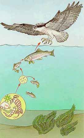 Trophic levels