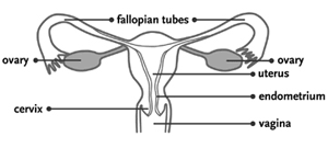 Graphic representation of the uterus