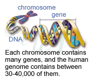 chromosome-to-gene