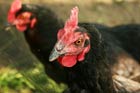 La gripe aviar obligó a sacrificar millones de aves de
                            corral.