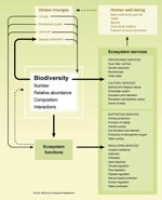 La biodiversidad y los servicios 
                                            de los ecosistemas
