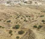 El abancalado detiene la erosión y retiene el agua de lluvia para el cultivo de olivos (Túnez)