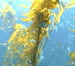 Kelp