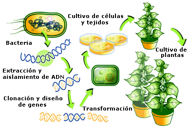 Cultivo transgénico