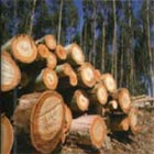 L’exploitation du bois peut être gérée de façon durable Crédit: FAO