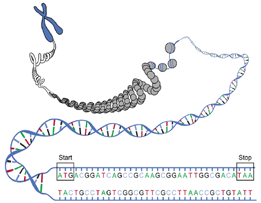 DNA