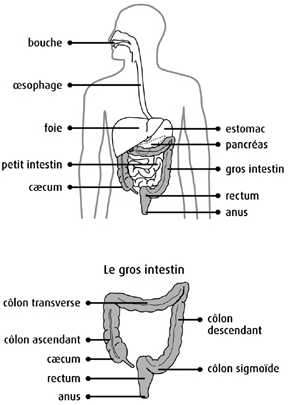 Représentation graphique du système digestif 