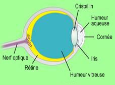 Représentation par coupe transversale d’un oeil