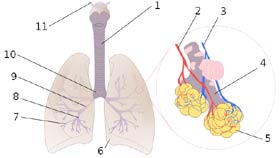 système respiratoire