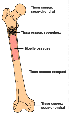 Représentation graphique d'un os