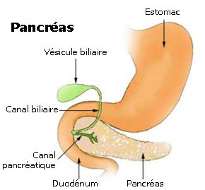 Représentation graphique du pancréas