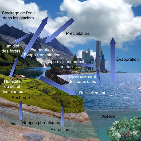 Représentation schématique des composantes du cycle de l'eau