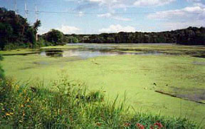 Algae bloom in Mounds Dam impoundment caused by eutrophication.