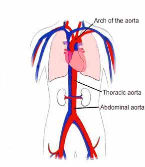 Anatomy of the aorta