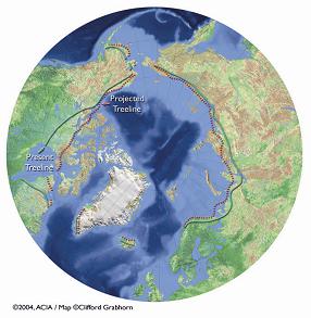 Northward shifting treeline