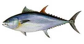 Bluefin tuna (Thunnus thynnus)