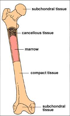 Graphic representation of a bone