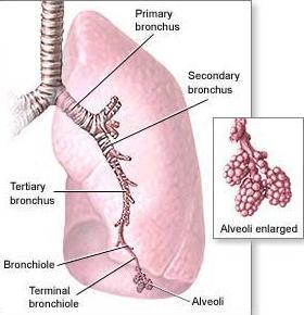 bronchi