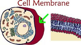 Cell membrane