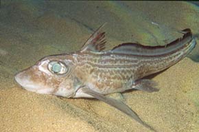 Chimaera monstrosa