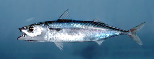 Chub mackerel