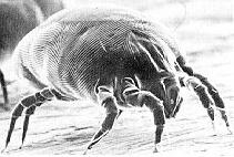 House dust mite