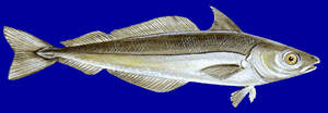The European Hake is an example of Gadiformes