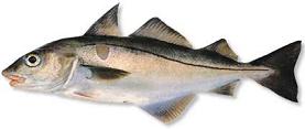 Haddock